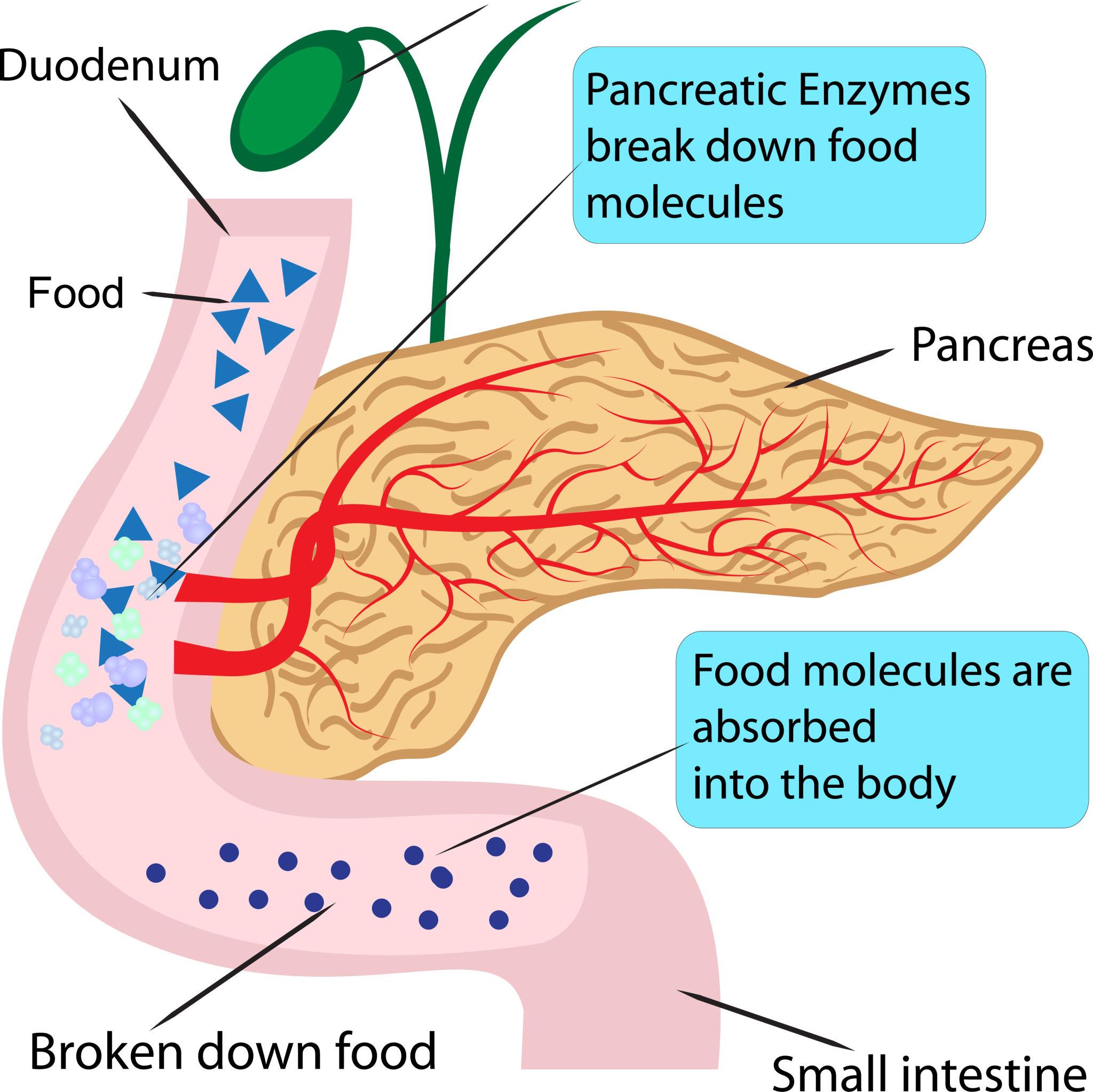 Pancreas Structure