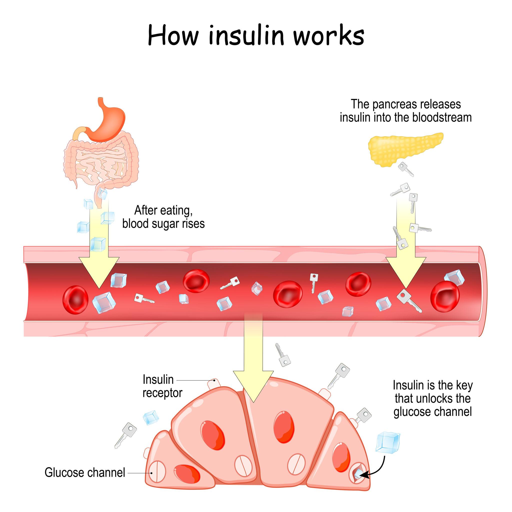 Insulin Function