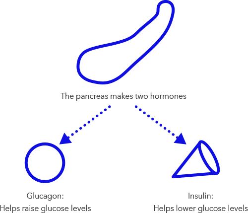Insulin Function